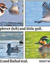 Rare avians enthral bird watchers at Sultanpur