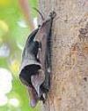 Critically endangered bat makes foray into NCR