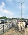 Cattle shelters to be built along highways: NHAI