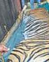 3 Weeks, 3 States Later, Tigress Zeenat Caught