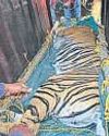 Why was tigress taken to Alipore Zoo, NTCA asks Bengal