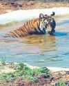 Zeenat back in Odisha reserve after 3 weeks