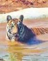 Zeenat returned to Odisha's Similipal reserve after Jharkhand, Bengal travels