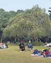 Snowfall in Lodhi Garden