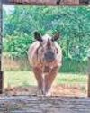 Rhino, who arrived at Delhi Zoo in 2024, dies