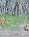 At Least 10 Tigers Killed in Fights Over Territory in RTR in Two Years