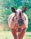 Rhino developed acute enteritis, shows report