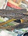 Canadian Held at IGI for Carrying Crocodile Head