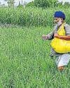 Fertiliser PSU Sale May Start With Smaller Firms