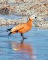 Busy days for birders: Delhi-NCR to host 3 avian counts this month