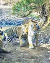 Modi hails newest addition to country's tiger reserves