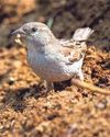 House sparrow among 10 most common birds in city House sparrow among 10 most common birds in city