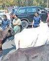 CM's convoy halts on NW Delhi flyover due to stray cattle18