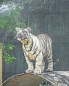 Eye on summer, Delhi zoo launches action plan to provide animals relief28