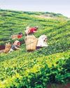 A Pestilent Green Fly Is Crimping Tea Output in Assam, Darjeeling A Pestilent Green Fly Is Crimping Tea Output in Assam, Darjeeling7