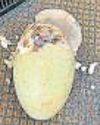2nd GIB chick birthed in Raj using artificial insemination technique 2nd GIB chick birthed in Raj using artificial insemination technique