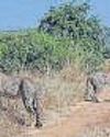 2 Kuno cheetahs to get new home 2 Kuno cheetahs to get new home