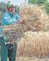 Record Wheat, Rice Stocks as Spells of Rain Shielded Crops Record Wheat, Rice Stocks as Spells of Rain Shielded Crops