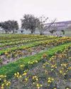 Baansera Park Set To Be Hub Of Food, Adventure Baansera Park Set To Be Hub Of Food, Adventure