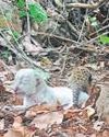 White leopard born in Ratnagiri White leopard born in Ratnagiri