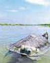 Endangered species of turtles reintroduced in Ganga river Endangered species of turtles reintroduced in Ganga river40