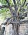 Single in the city: How a handful of Capital's trees survive the onslaught of a metropolis9