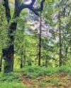 India's green cover grew to 25.17% of geographical area India's green cover grew to 25.17% of geographical area