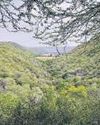Quarter of India under forest cover: Govt to UN Quarter of India under forest cover: Govt to UN