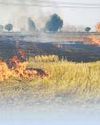 CAQM unveils 19-point plan to stamp out stubble burning CAQM unveils 19-point plan to stamp out stubble burning