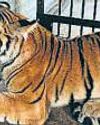 3 UP zoos shut for 1 week as tigress dies of bird flu 3 UP zoos shut for 1 week as tigress dies of bird flu