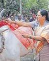 Stray cattle: MCD to expand catching fleet11