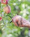 Apples and shrimp can help sweeten trade deal with US106