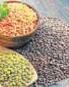 Procurement of oilseeds and pulses lagging behind cereals51