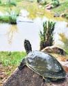 Rescued turtles find home at Asola Bhatti park; currently hosting 4 species of 250 Indian turtles12