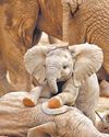 Whale said: Inside the quest to eavesdrop on animals54
