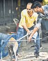 Call on pleas against dog capture today16