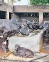 ‘India trails most nations in cattle productivity’24