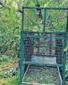 { LEOPARD SIGHTING } BY KAVERI HOSTEL STUDENT Big cat scare on JNU campus: Camera traps, cage installed Hindustan Times Delhi