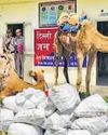 'Ship of the desert' turns illegal liquor mule; Delhi Police busts interstate smuggling racket8