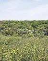 ‘Define terms for using degraded forest land’99