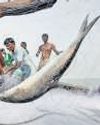 Hilsa prices rise amid high demand } Hilsa imports from B'desh decline to lowest in recent years26