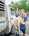 Activists slam JLN Stadium staff for not allowing return of sterilised stray dogs Hindustan Times Delhi
