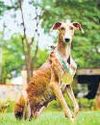 In a first, 150 indigenous dogs getting commando op training43
