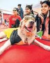 Woofs & meows: 2-day PetFed brings together more than 1k cats and dogs Woofs & meows: 2-day PetFed brings together more than 1k cats and dogs29