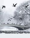 Snowfall sparks US holiday chaos as 1,500 flights cancelled59