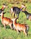 Endangered deer population rises in Valley Endangered deer population rises in Valley50