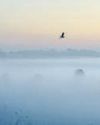 Severe cold, fog set to welcome New Year: IMD43
