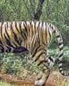 Single window nod available for tiger reserve land takeover49