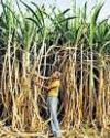 Sugar rules revamp aims to boost role of ethanol, states48