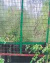 Leopard trap set in north Delhi village5
